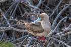 Ecuador-Galapagos National Park-Genovesa Island. Red-footed booby in tree. Art Print